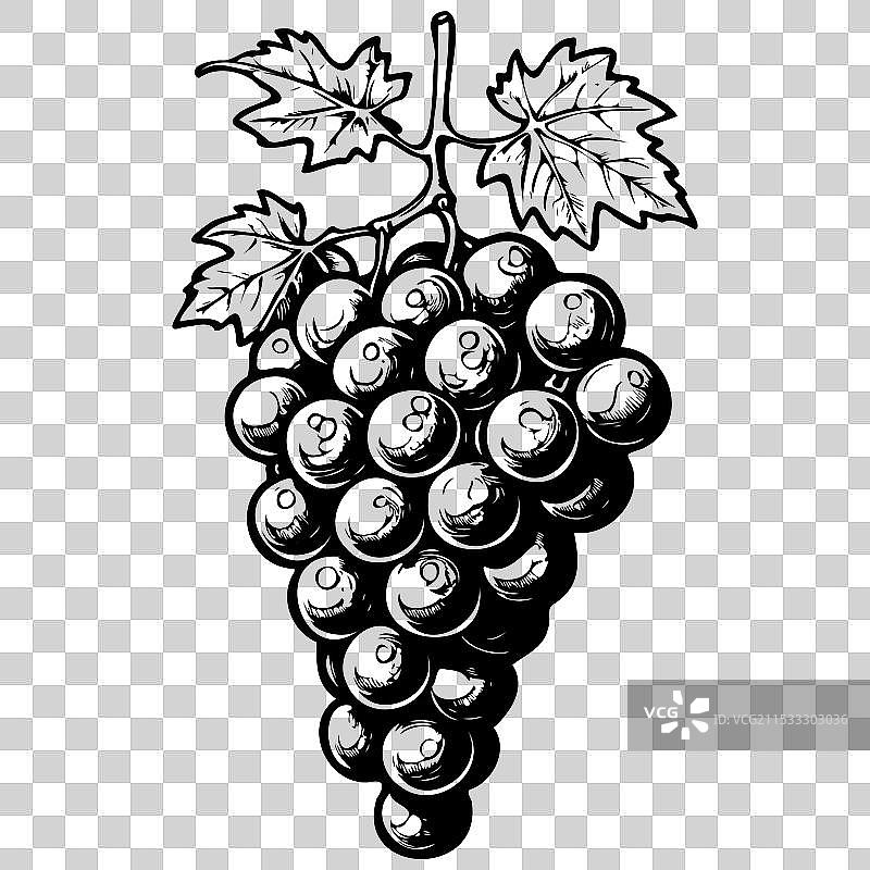 复古的维尔纳基亚葡萄手绘水果图片素材