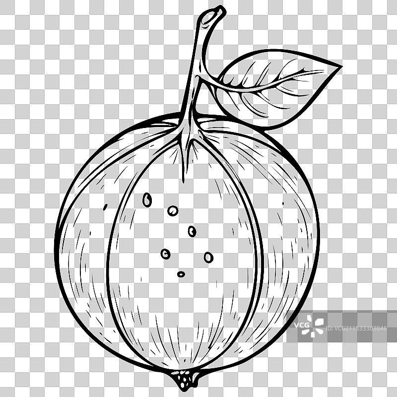 复古的柚子轮廓卡通水果图案图片素材