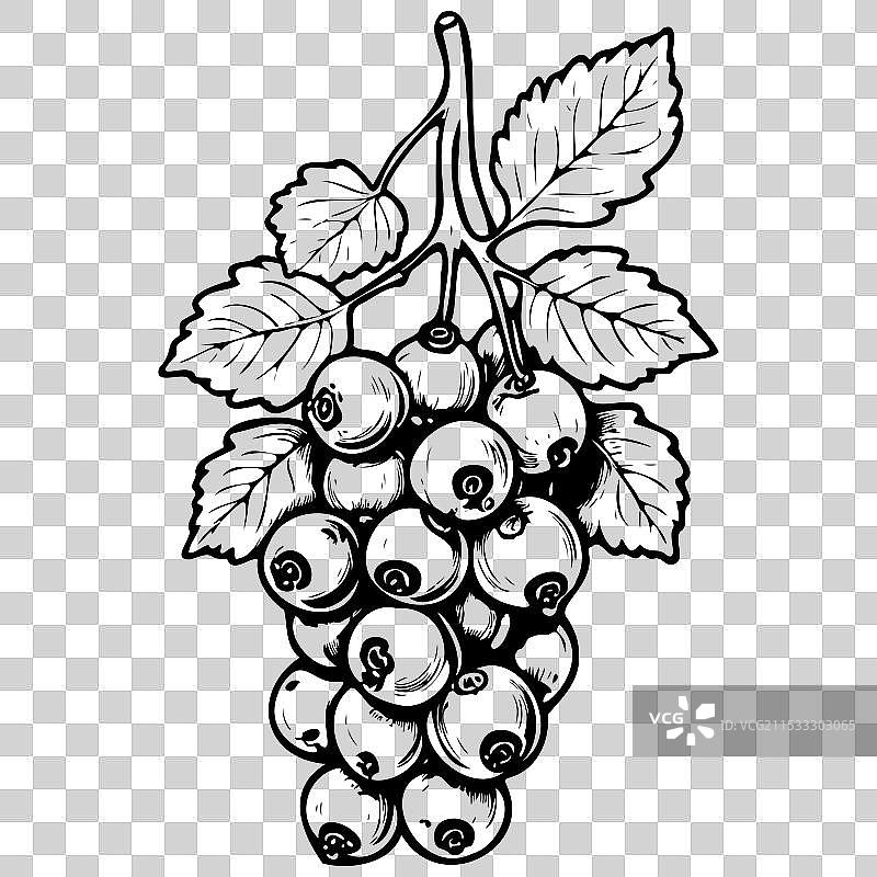 手绘白醋栗素描水果图片素材