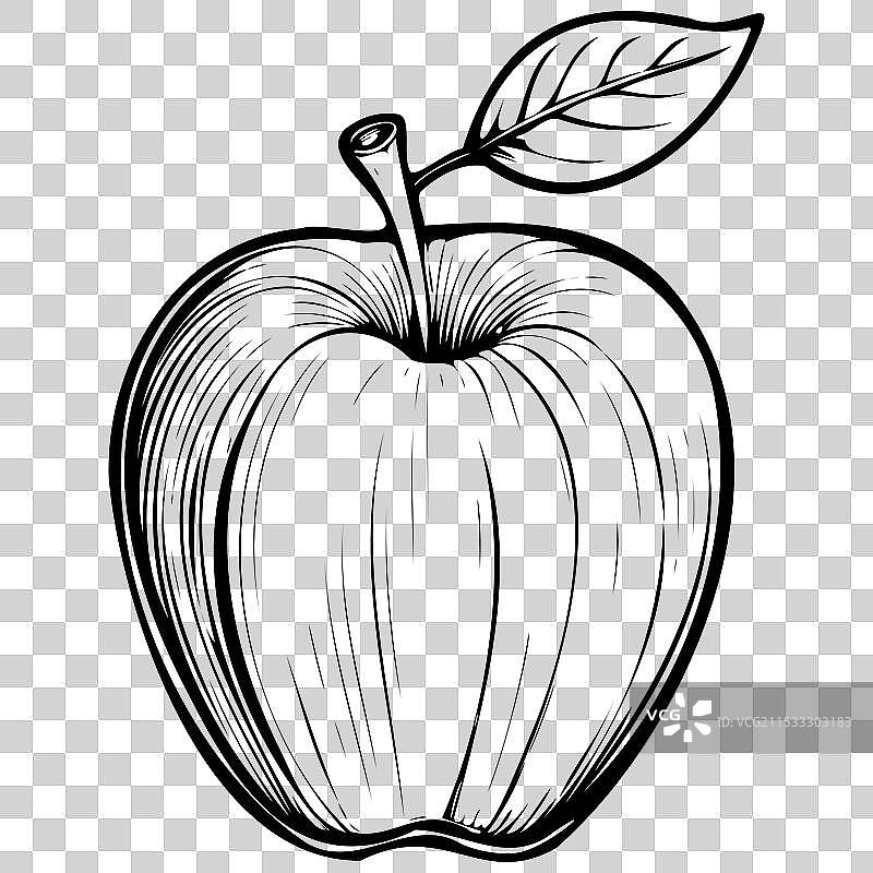 约克帝国苹果的真实墨水素描图片素材
