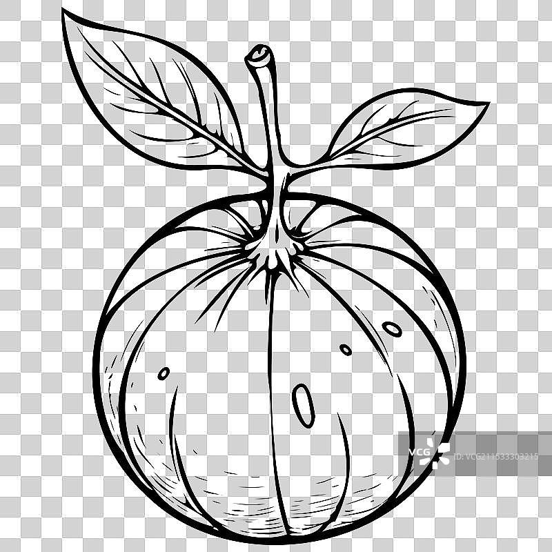 手绘的孤立柚子水果透明背景图片素材