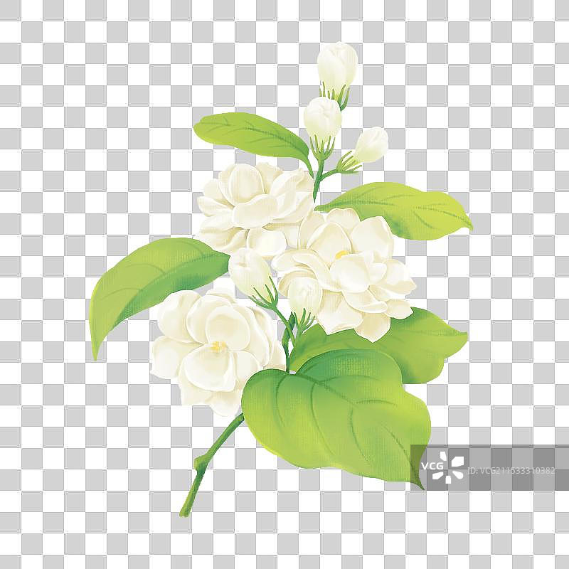 茉莉花图片素材