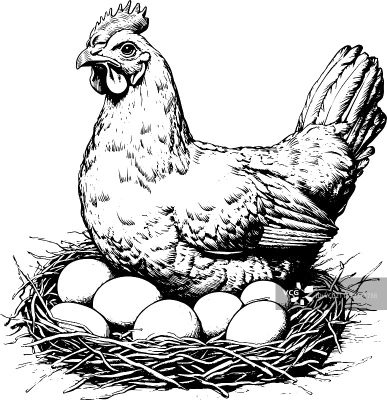 矢量版画风母鸡插画图片素材