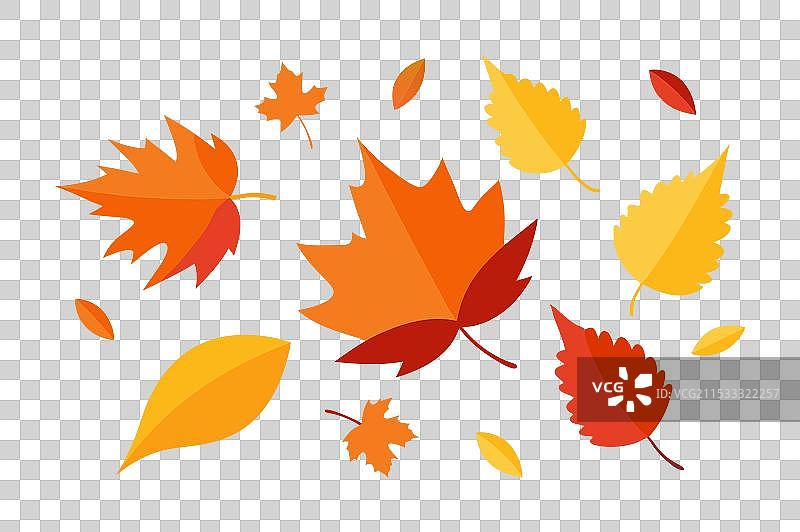 秋天飘落的树叶图片素材