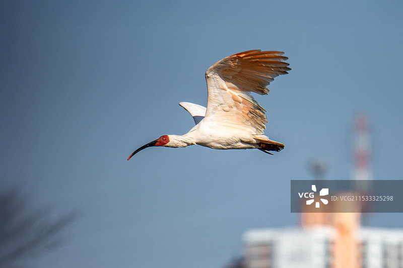 在韩国拍到的朱鹮图片素材