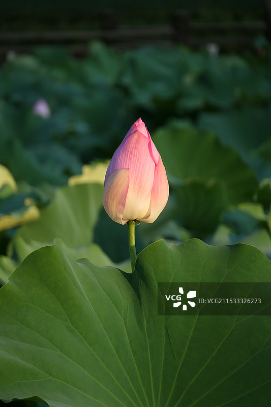 上海世纪公园荷花 荷叶 荷塘图片素材