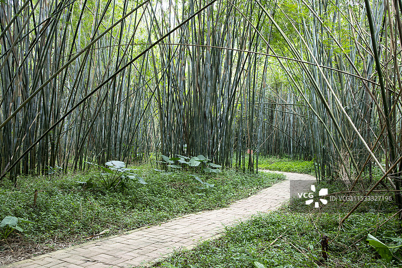 国家森林公园   广宁竹海大观  竹子图片素材