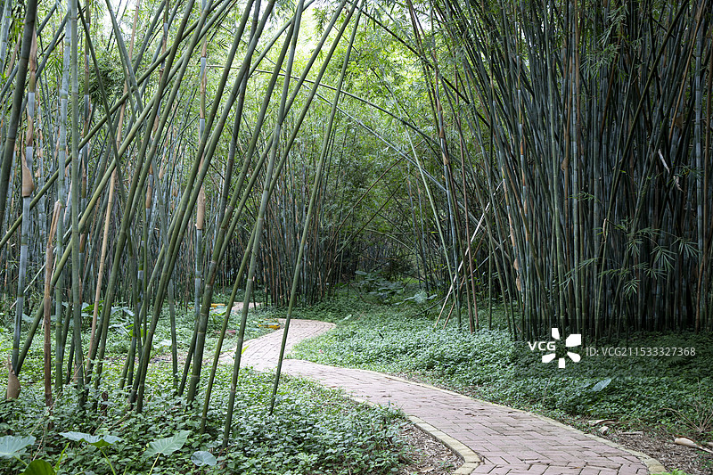 国家森林公园   广宁竹海大观  竹子图片素材