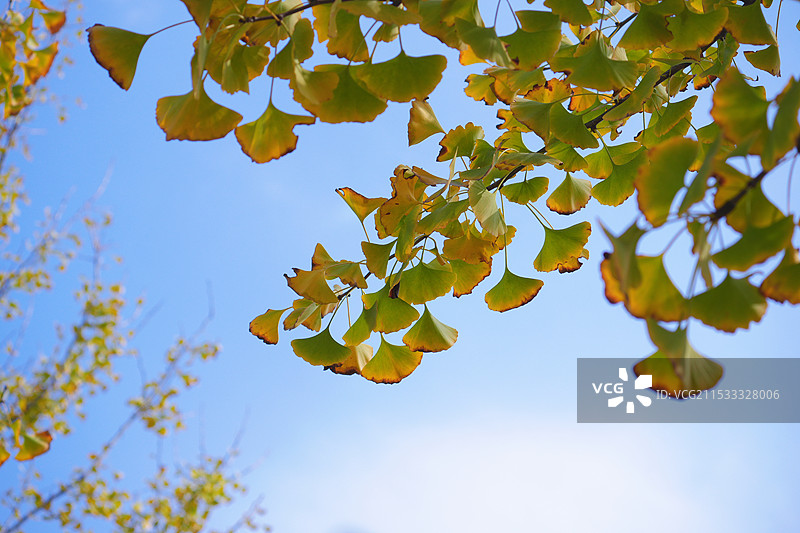 周末的银杏图片素材