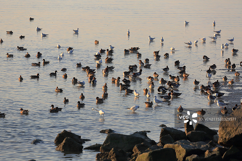 深圳湾候鸟群图片素材
