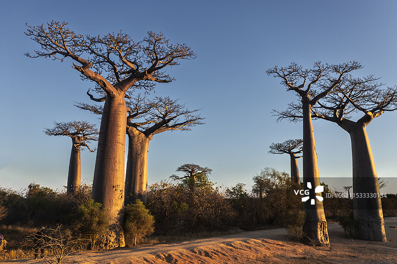 旭日阳刚 — 马达加斯加猴面包树大道图片素材