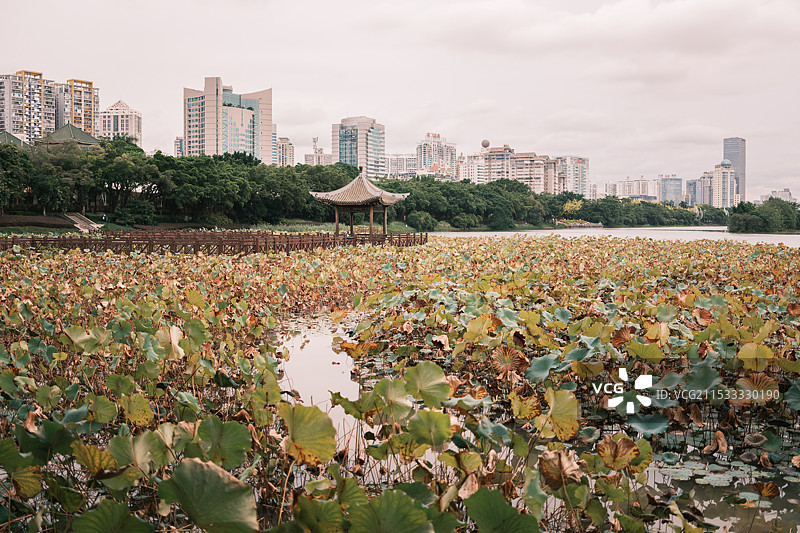 南湖公园荷塘图片素材