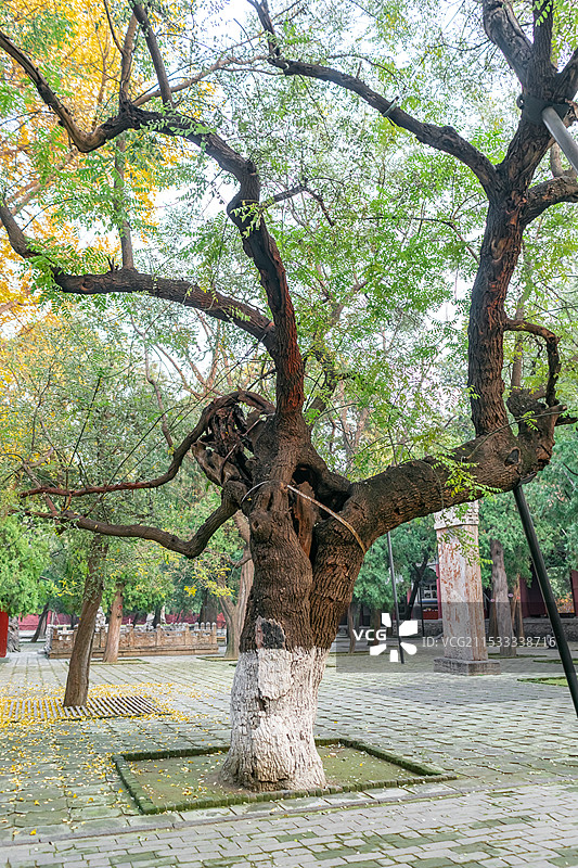 中国山东泰安著名景点泰山旅行旅游目的地风景区，泰山第一行宫岱庙，一棵古老的柏树，户外白昼无人图像摄影图片素材