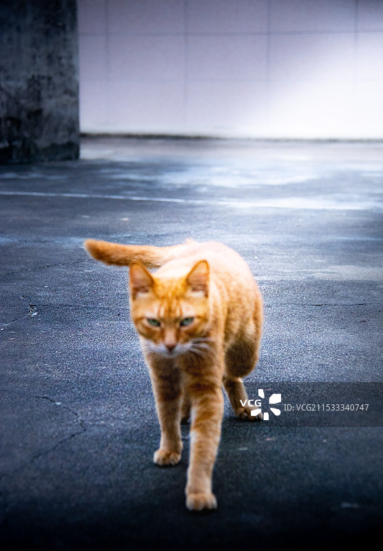 一只橘猫朝正面走来猫步图片素材