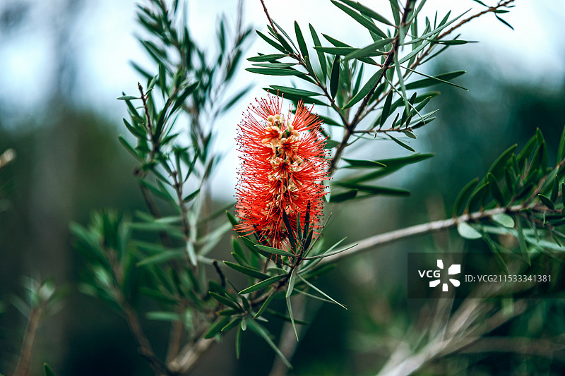红千层图片素材