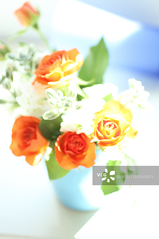 橙色玫瑰、白色香石竹和蓝色容器背景（新鲜花卉）图片素材