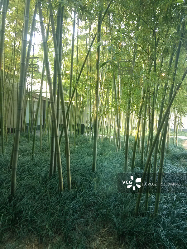 苏州博物馆的竹林图片素材