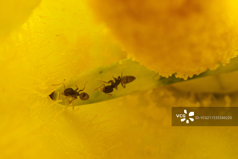 花心内的小蚂蚁图片素材
