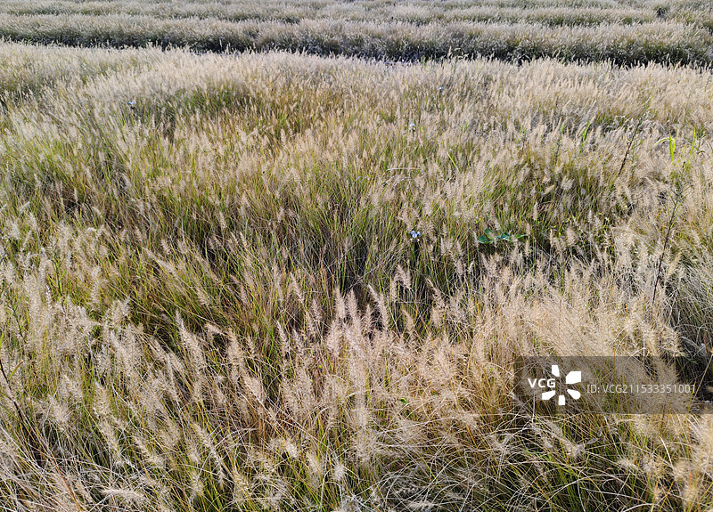 狗尾巴草 草海 花海 一大片狼尾草图片素材