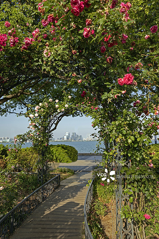 月季花拱门图片素材