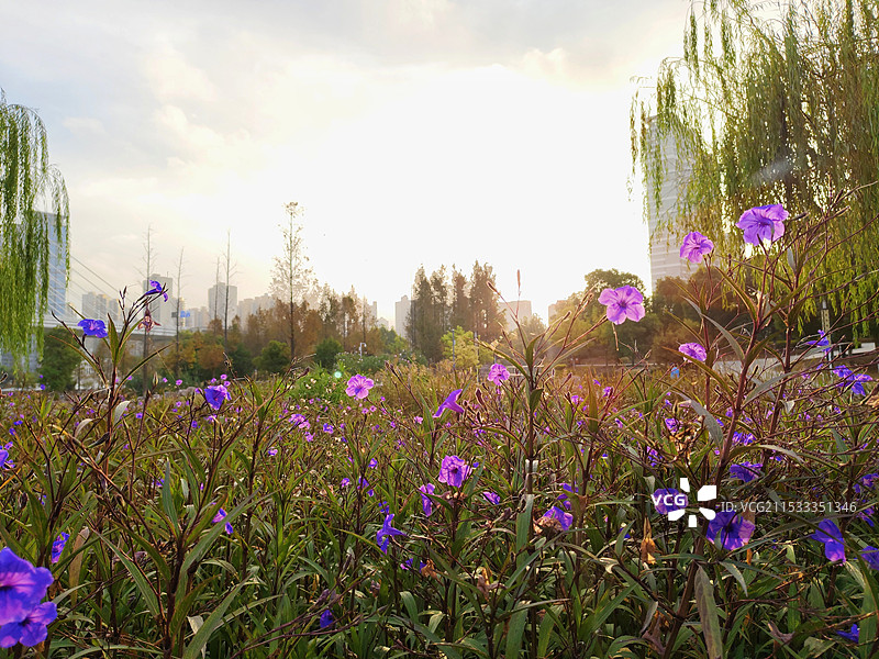 清晨阳光下 蓝花草 翠芦莉 逆光 光影图片素材