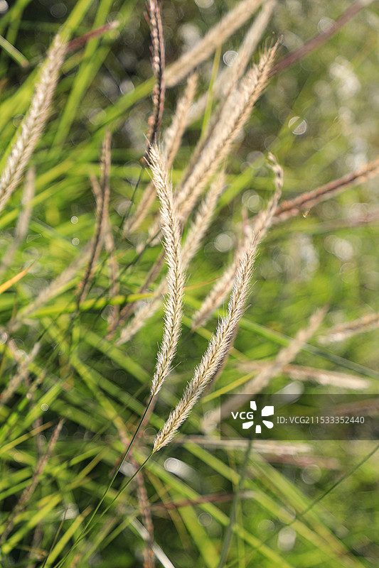 狗尾草图片素材