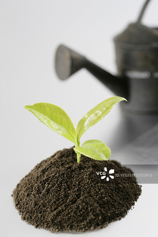 土壤中生长的芽苗图片素材