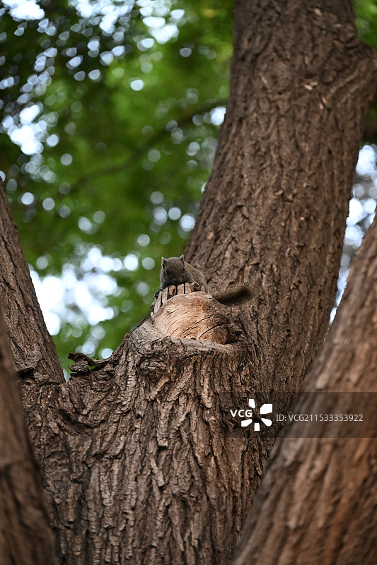 树干上蜥蜴的低角度视图图片素材