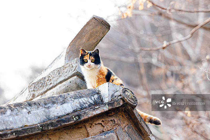宠物 家猫 流浪猫图片素材
