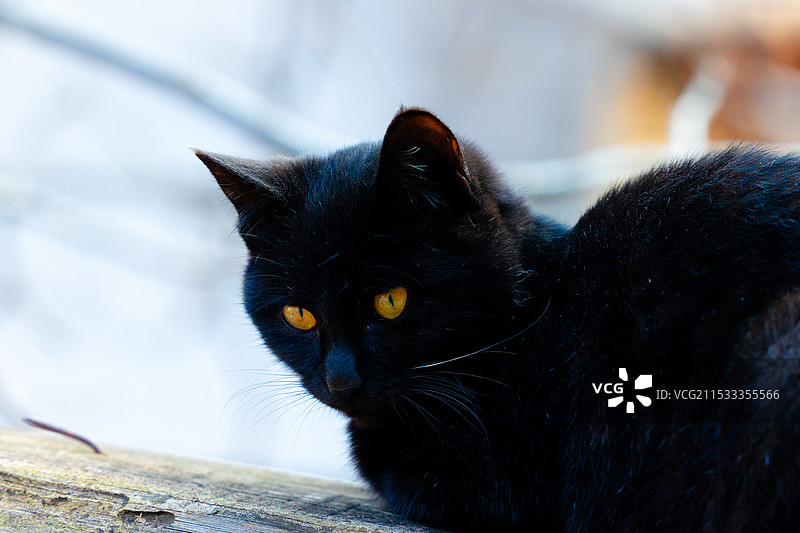 宠物 家猫 流浪猫图片素材