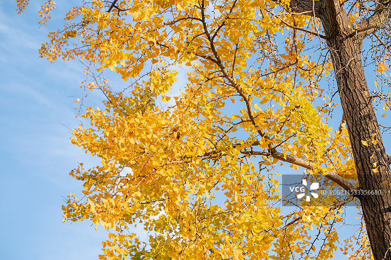 常州红梅公园银杏树图片素材