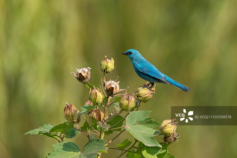 铜蓝鹟图片素材