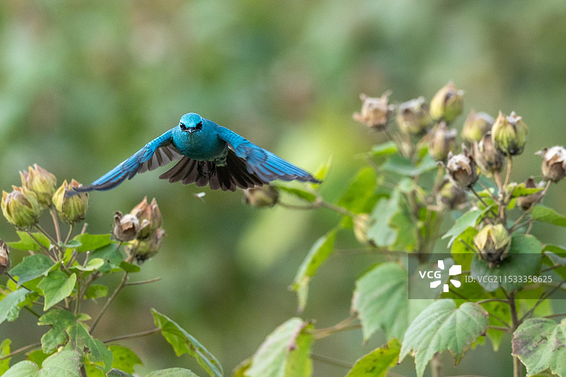 铜蓝鹟图片素材