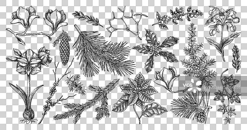 冬季花卉针叶树常绿植物图片素材