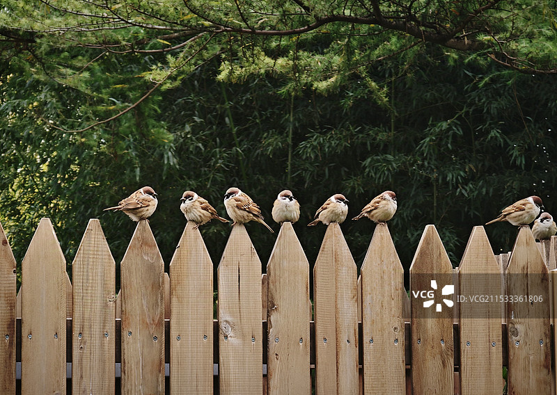 排排站的鸟儿（紫竹院公园）图片素材