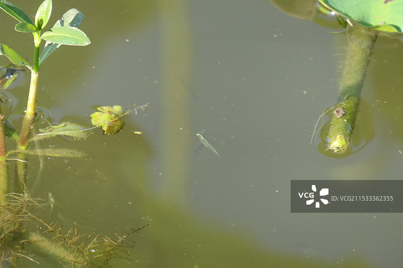 池塘里的小鱼仔图片素材