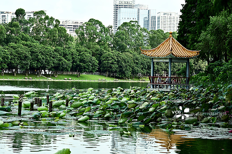城市公园里的荷塘与凉亭图片素材