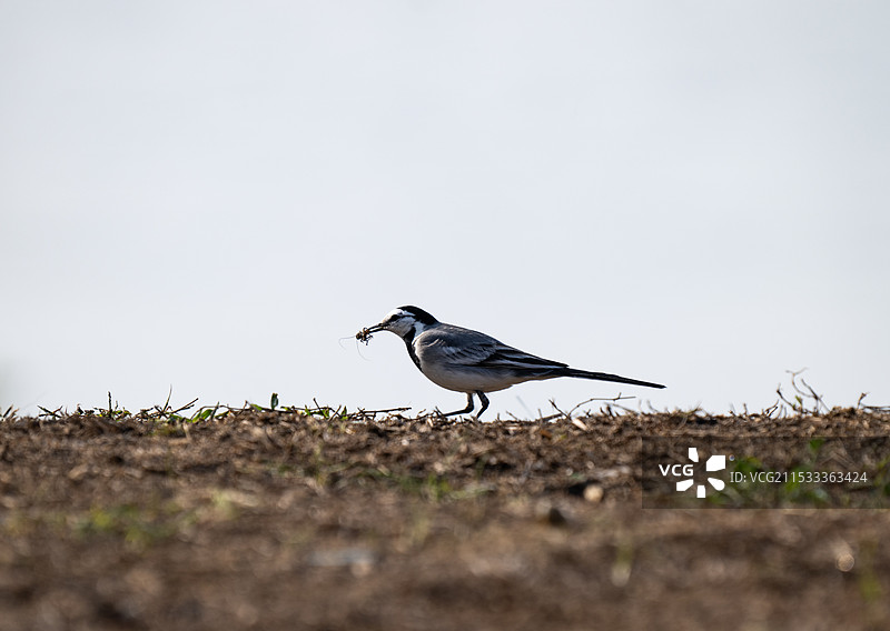 白鹡鸰图片素材