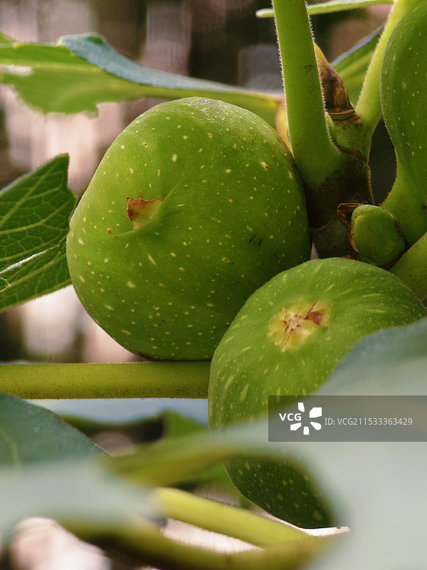 清新的无花果图片素材