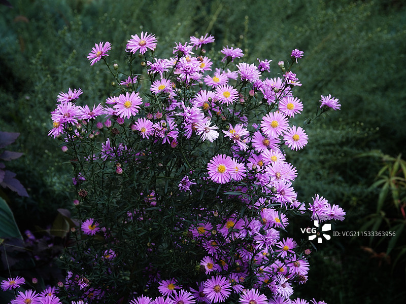 联毛紫菀图片素材