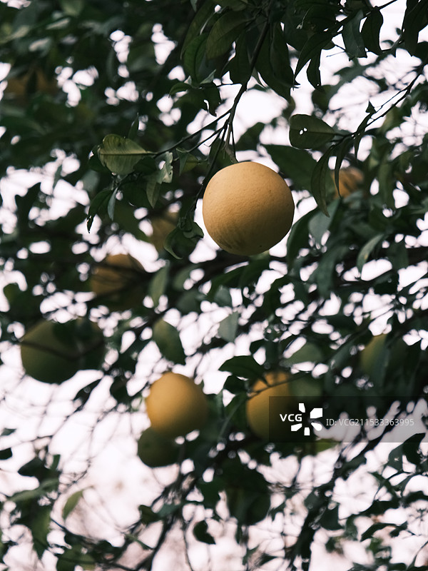 树上结满了柚子图片素材