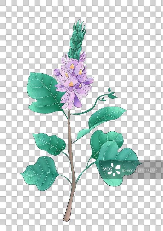葛花中草药国潮国风水彩插画图片素材