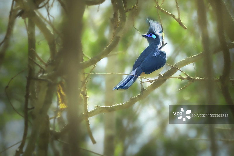 风头马岛鹃— 马达加斯加图片素材