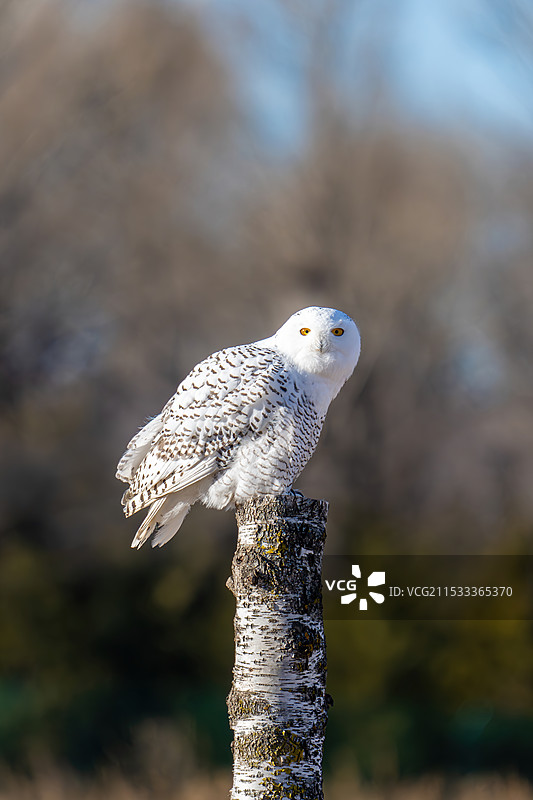 荒野上的雪鸮图片素材