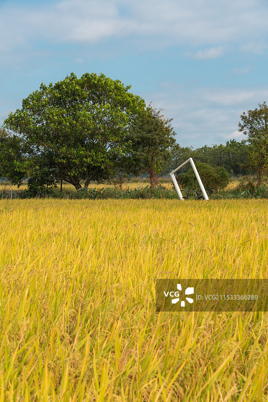 秋天金黄色稻田图片素材