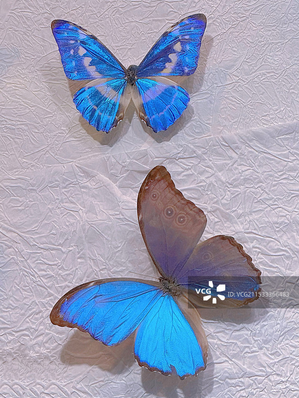 蝴蝶装饰品图片素材