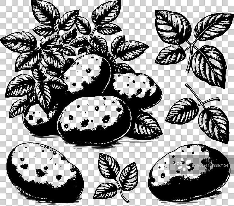 黑白色的土豆图片素材