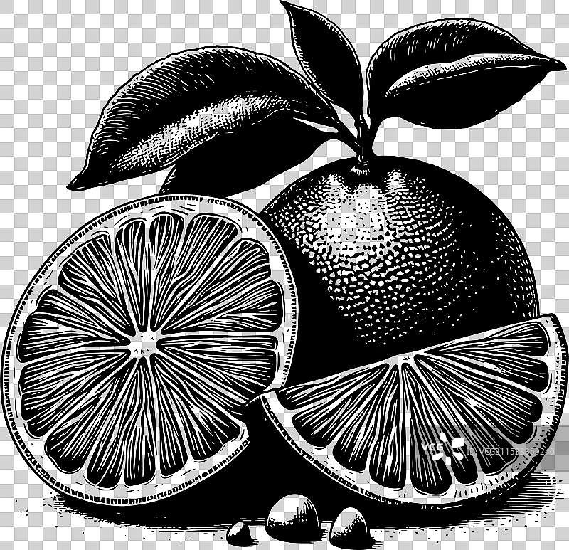 详细的黑白橙子图像图片素材