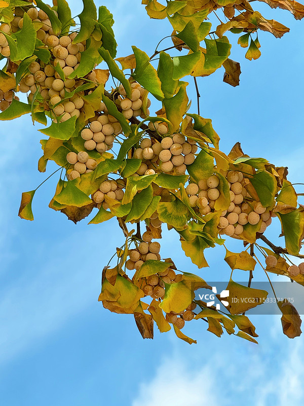 银杏果挂满枝头图片素材