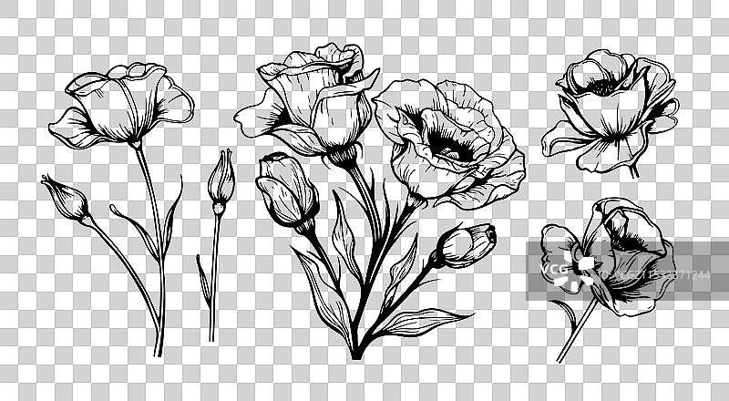 一组涂鸦风格的洋桔梗花图片素材